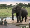 Das Somalisa Camp im Hwange Nationalpark bekommt häufig Besuch von Elefanten.