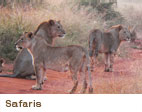 Safaris