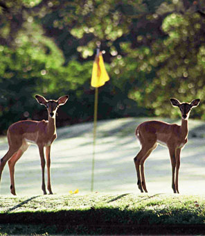 Impala Antilopen stehen auf dem Green des Hans-Merensky Golfplatzes und schauen die Golfer erstaunt an.