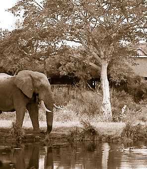 Ein afrikanischer Elefant trinkt vor einer Safarilodge im Sabi Sands Wildschutzgebiet aus dem Wasserloch.